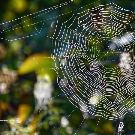 Gawra Gustawa Διαμέρισμα Ustrzyki Dolne Εξωτερικό φωτογραφία